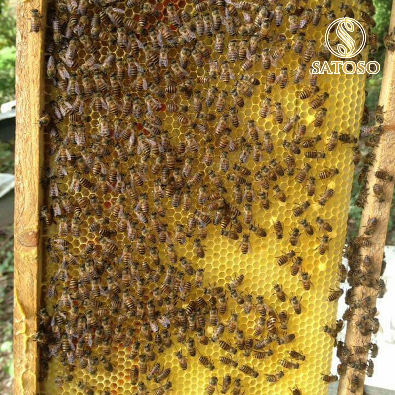 Mật ong vải SATOSO thơm đặc sánh ngon thượng hạng SA136