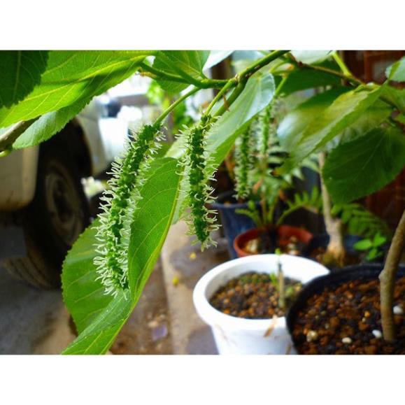 CÂY GIỐNG DÂU ĐÀI LOAN QUẢ DÀI