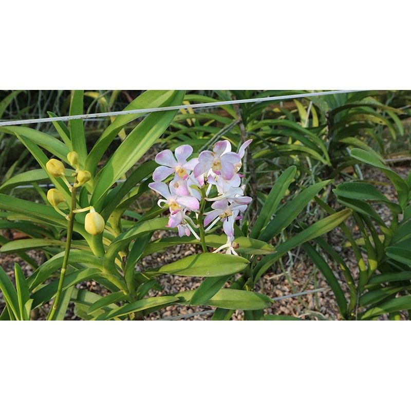 Dung dịch FloraKleen 100ml hàng Mỹ - Phát triển bộ rễ, cân bằng dinh dưỡng, phát triển cây