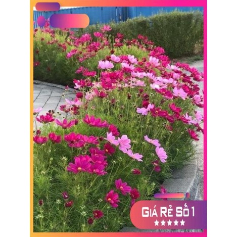 Hạt giống hoa sao nhái Mix nhiều màu gói 100gram