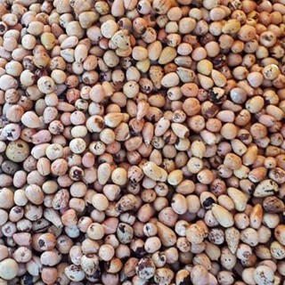 hạt bo bo gói 500g