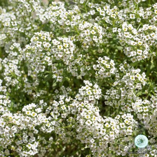 1GR 2300.HẠT Hạt Giống Hoa Ngàn Sao Thảm Tuyết (| -KD: B20*V33)