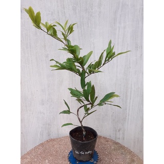 Mai Cúc Thọ Hương Mini