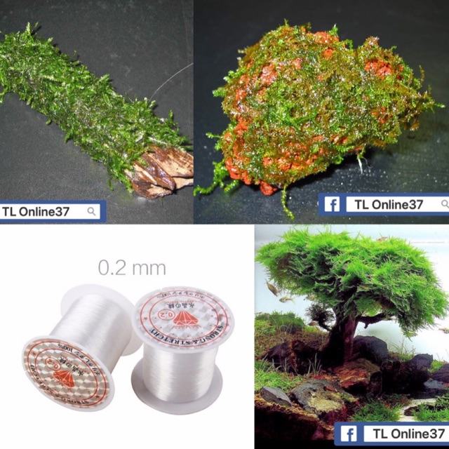Cước Cột Rêu cây thuỷ sinh [ Siêu Nhỏ 0.2 ]