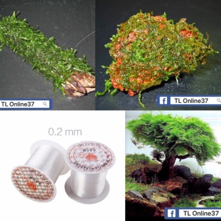 Cước Cột Rêu cây thuỷ sinh [ Siêu Nhỏ 0.2 ]