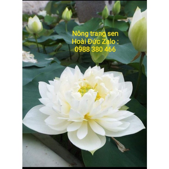 Củ giống Sen trắng cánh kép vẻ đẹp tinh khôi