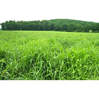 Hạt giống cỏ RUZI Cỏ sả, Chịu giẫm đạp -100gr