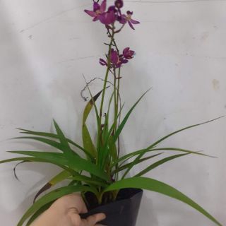 Địa lan chu đỉnh ( 3 màu)