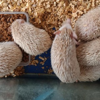 Nhím Nhím Mini Cho Bé Từ 5-7 Tháng Tuổi