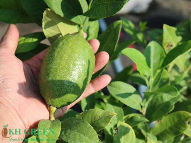 Chanh 🍋 Mỹ