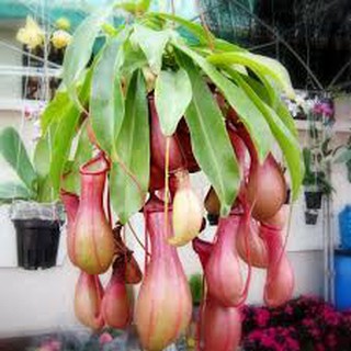 10 Hạt giống hoa Cây nắp ấm