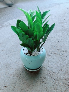Chậu Kim Tiền Thái