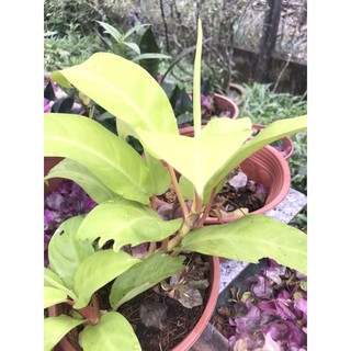 Trầu bà cột lá vàng