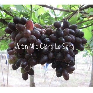 CÂY NHO GIỐNG NỮ HOÀNG ĐEN ( BLACK QUEEN ). Kèm Theo Hướng Dẫn Chăm Sóc Cây Nho.