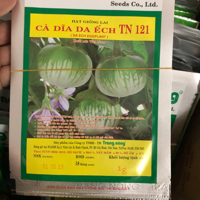 Cà dĩa da ếch