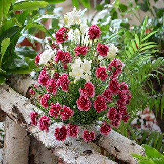 100 Hạt giống hoa cẩm chướng
