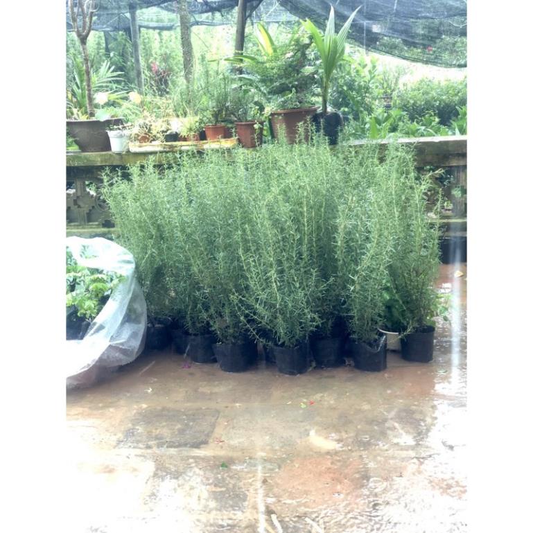 Cây hương thảo - Rosemary cao 40cm (ảnh thật)