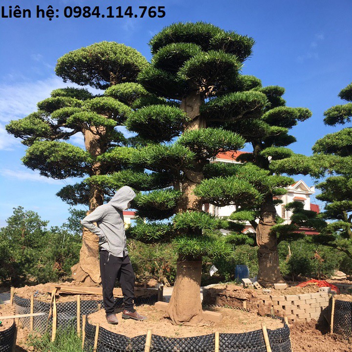 Cây tùng nhật