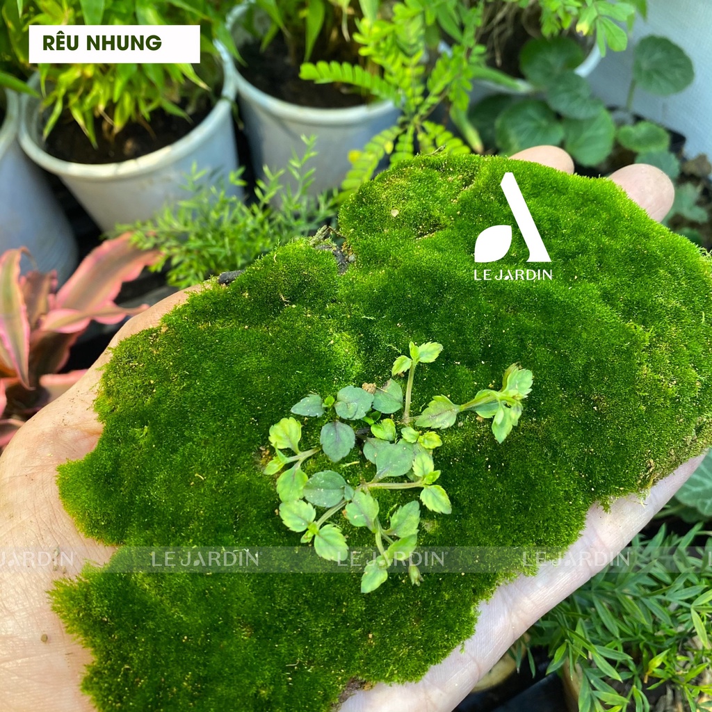 Rêu Nhung - trang trí chậu bonsai và tiểu cảnh -  set bình terrarium, gắn lũa, đá hồ bán cạn