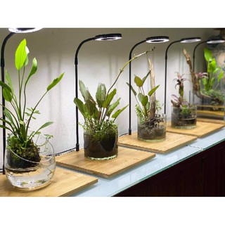 Đèn Led đế gỗ