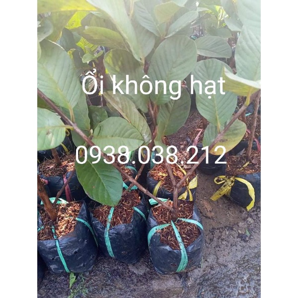 CÂY ỔI KHÔNG HẠT