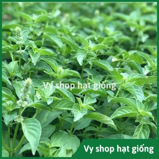 Hạt giống lá é trắng Thái Lan gói 600 hạt