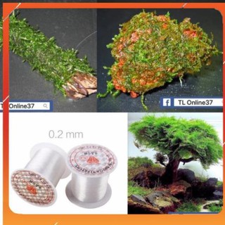 [Siêu Rẻ] Cước Cột Rêu cây thuỷ sinh [ Siêu Nhỏ 0.2 ] [TS Online37]