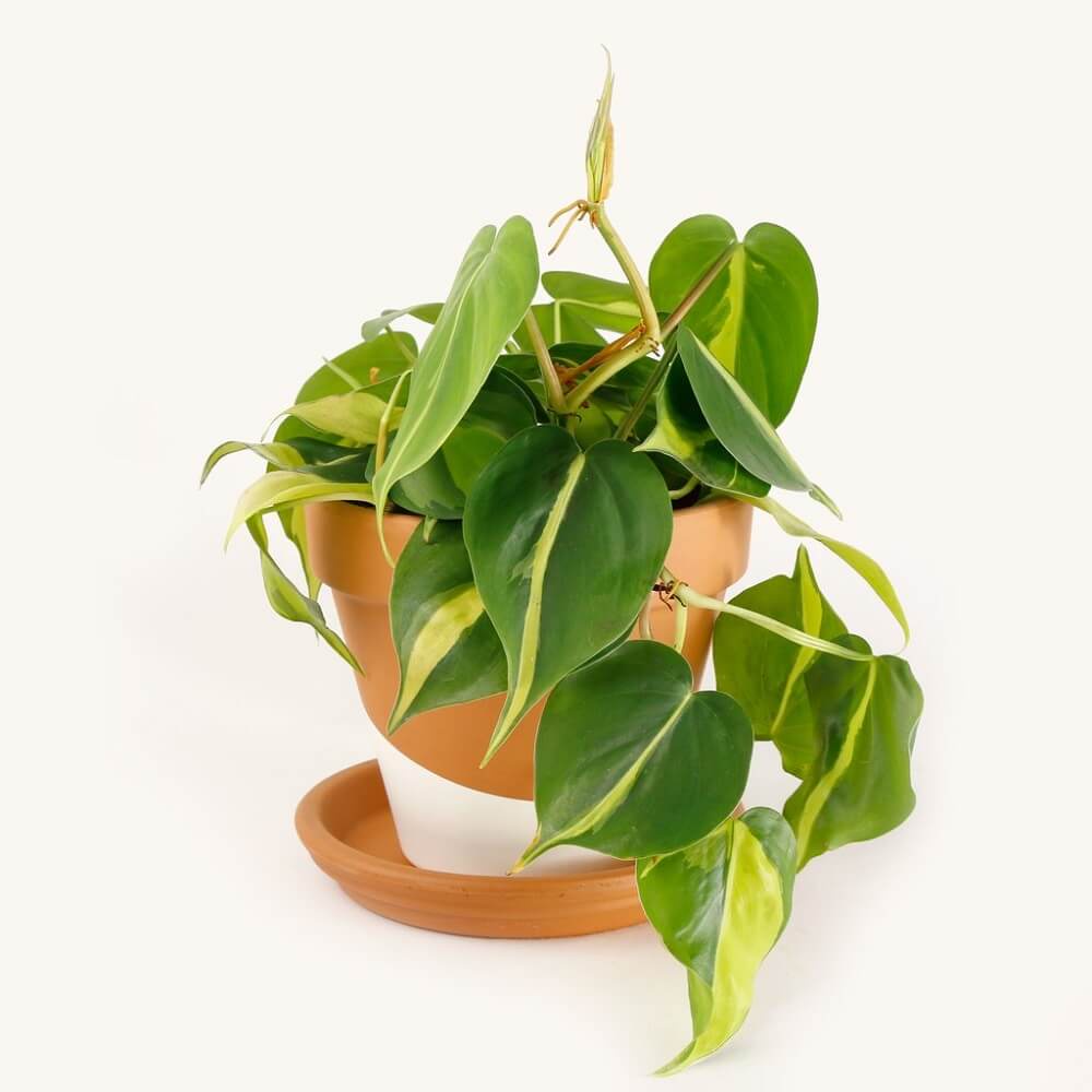 Chậu giống Philodendron hederaceum ‘Brasil’ (Philodendron ‘Brasil’, Trầu Bà Brasil) chậu nhựa