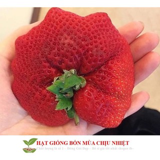 Hạt giống dâu tây đỏ khổng lồ 50 hạt tăng kích mầm và hướng dẫn trồng ĐẾN MÙA TRỒNG TẾT