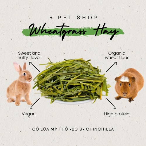 Cỏ Lúa Mì Siêu Dinh Dưỡng  FREE SHIP  Siêu Dinh Dưỡng Wheat Grass Thức Ăn Thỏ Bọ Sóc Chinchilla Gặm Nhắm