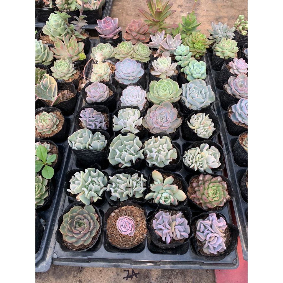 COMBO 10 bọc sen đá bầu size trung mix đủ màu ngẫu nhiên ko chọn ( Nhập SOENSALE5 để được giảm 5k hóa đơn 50k)