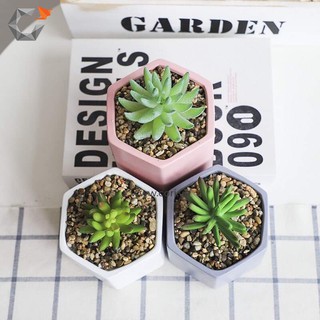 [Chậu xi măng cao cấp Cori] Chậu lục giác mini - The Hexagon