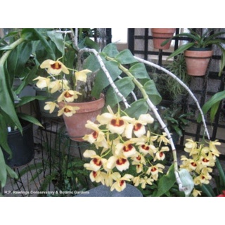 (New) Lan hoàng thảo thái bình 1 giề