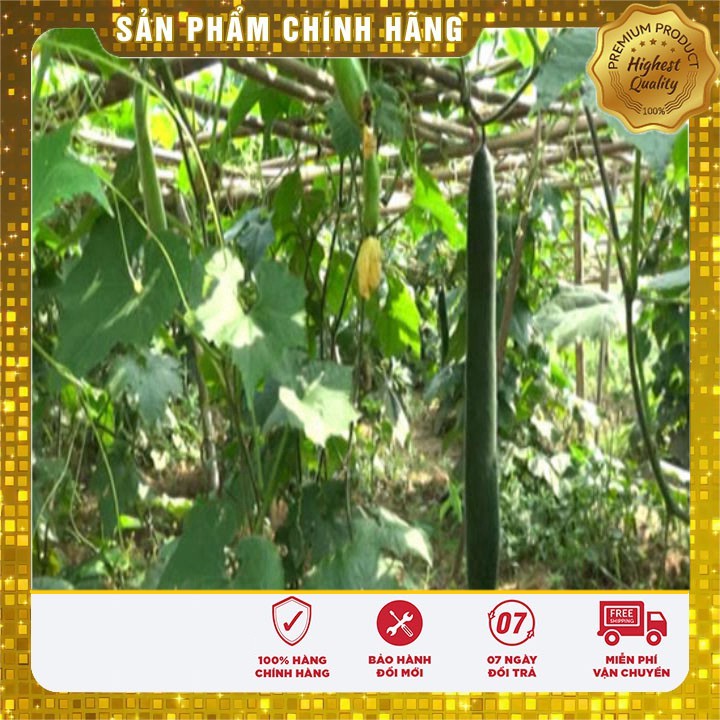 Hạt giống bí xanh cao sản (2gr)