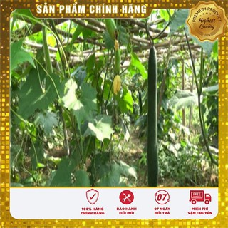 Hạt giống Bí Sặt 2gram