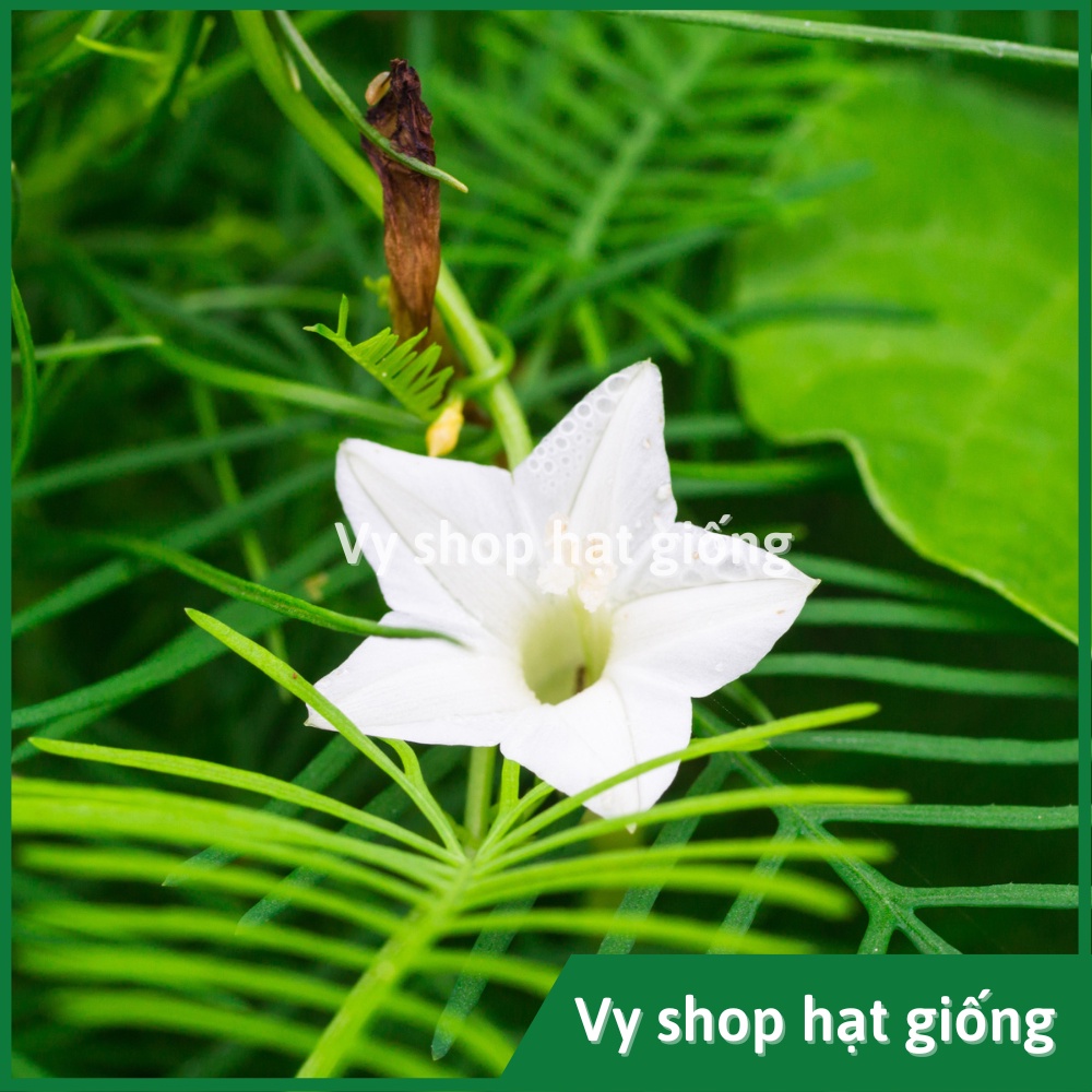 Hạt giống hoa tóc tiên leo  gói 30 hạt mix màu