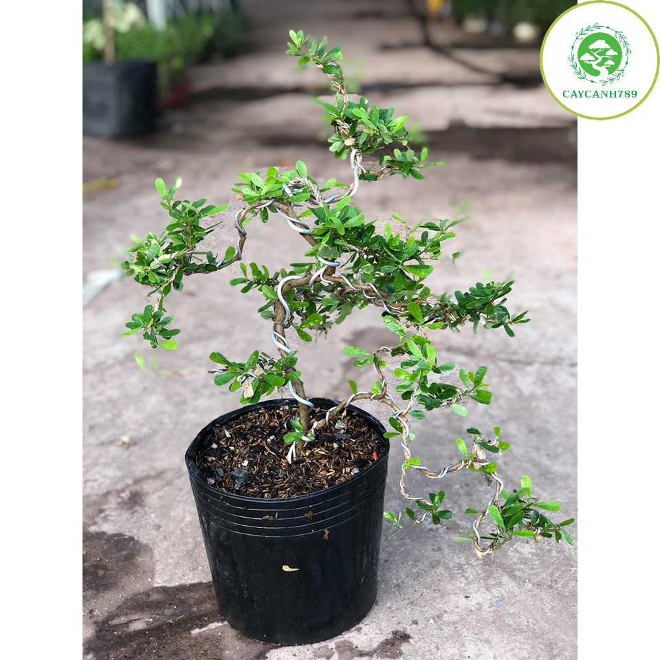 Cây linh sam bonsai cây khỏe mạnh dễ chăm hoa quanh năm