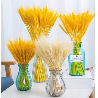 Bó lúa mạch khô,bó hoa lúa mạch cắm bình trang trí decor siêu đẹp