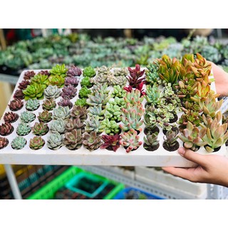 Combo sen đá vỉ ngẫu nhiên | Combo sen đá mini