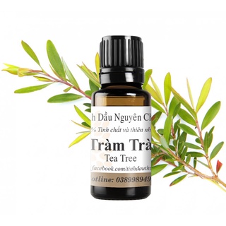 Tinh dầu tràm trà -10ml/50ml/100ml