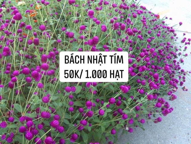 1000 Hạt giống hoa bách nhật tím. Bao nảy mầm tốt, chuẩn mặt hoa 100%