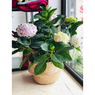 Giỏ cói, chậu cói trồng cây