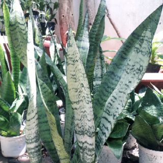 Cây lưỡi hổ cao sọc xanh
