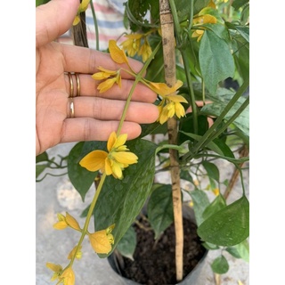 Cây Lan Hoàng Dương ( cây chuỗi Ngọc) size to