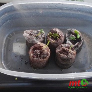 Viên Nén Ươm Hạt Mụn Dừa - NẢY MẦM 99%