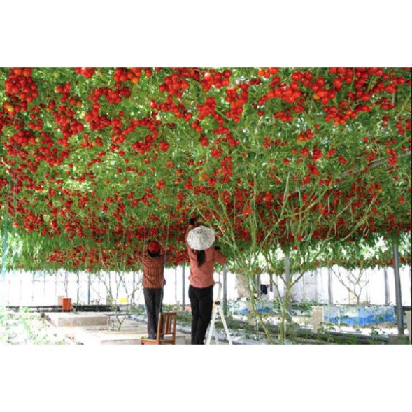 Hạt giống cà chua leo giàn (tặng phân)