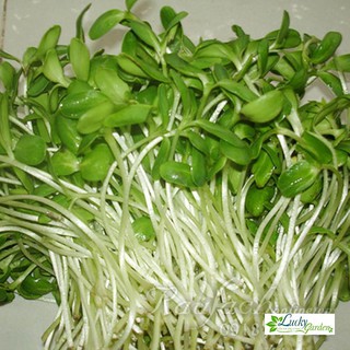 10g Hạt giống Rau mầm cải mầm lớn XTRA TẶNG KÈM PHÂN VÀ KÍCH MẦM