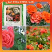 HẠT GIỐNG HOA HỒNG TỶ MUỘI MIX LUCKY SEEDS GỐI 20 HẠT