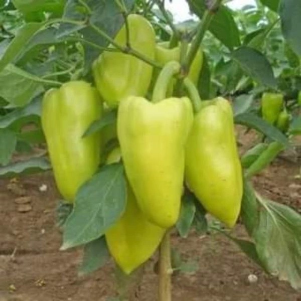 Hạt giống ớt đùi gà siêu cay Hot Pepper nhập thái lan nguyên gói 0.5gr ~ 70 hạt