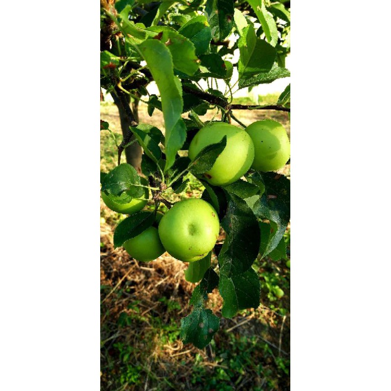 Giống Táo Mỹ Xanh